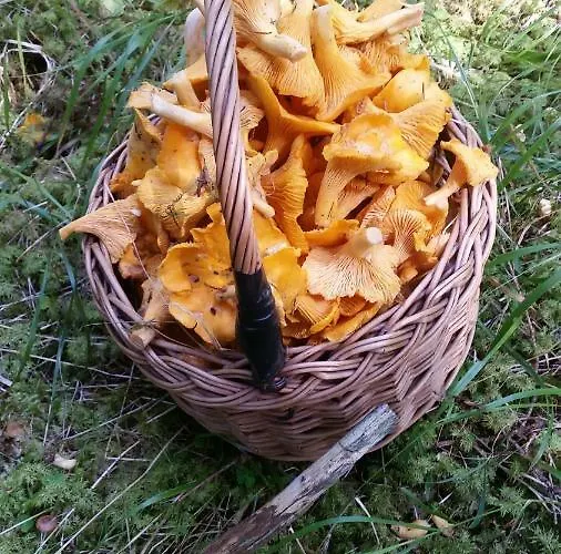 La Perla Della Drava *